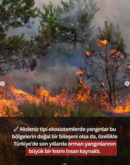 Ormanlarımız Neden Yanıyor?
