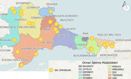 İstanbul’un Bal Ormanları: Doğa Temelli Çözümün Tatlı Yüzü!
