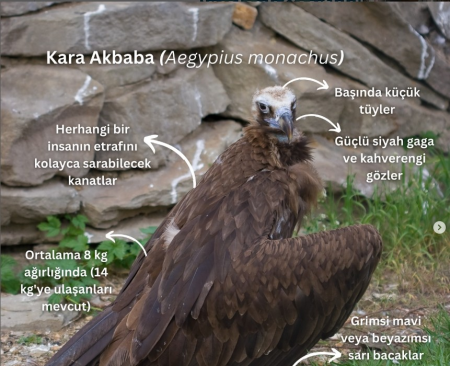 Sarıkamış’ta Kara Akbabaların Yuva Sayısı Artıyor!