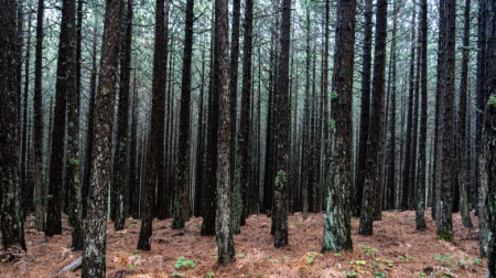 Açık Sinema’da İklim ve Biyolojik Çeşitlilik Krizi Konuşulacak!