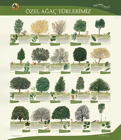 Özel Ağaç Türlerimiz Posteri