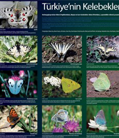 Science and Technology Butterfly Poster