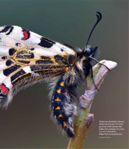 National Geographic Butterfly Font