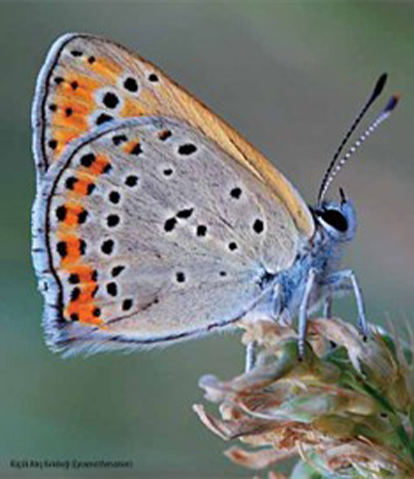 Science and Technology Butterfly Articles